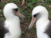 Midway Atoll National Wildlife Refuge