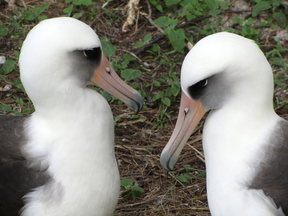 Midway Atoll National Wildlife Refuge