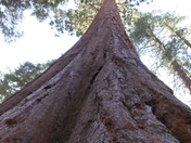 Kings Canyon National Park