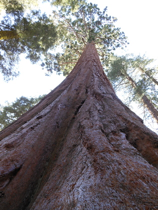 Kings Canyon National Park