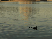 Thomas Jefferson Memorial