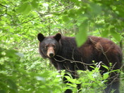 Great Smoky Mountains