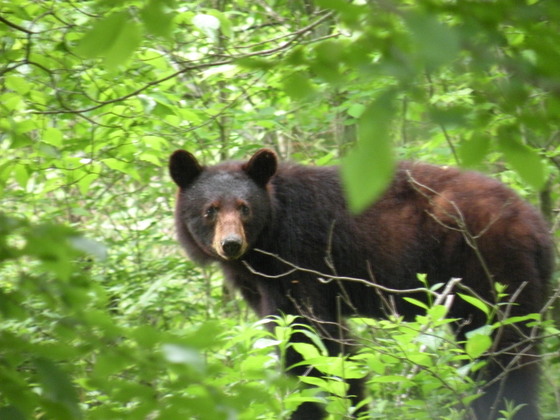 Great Smoky Mountains