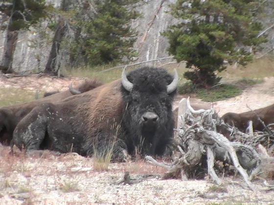 Yellowstone