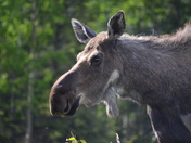 Denali National Park