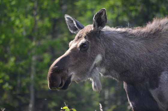 Denali National Park