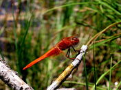 Apache-Sitgreaves National Forest