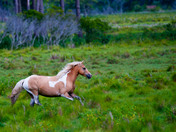 Chincoteague National Wildlife Refuge