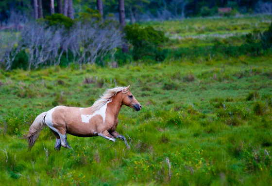Chincoteague National Wildlife Refuge