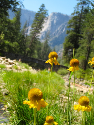 Yosemite National Park