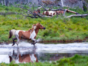 Chincoteague National Wildlife Refuge