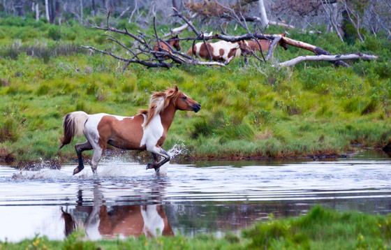 Chincoteague National Wildlife Refuge