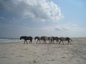 Assateague Island National Park