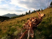 FS-Coconino National Forest