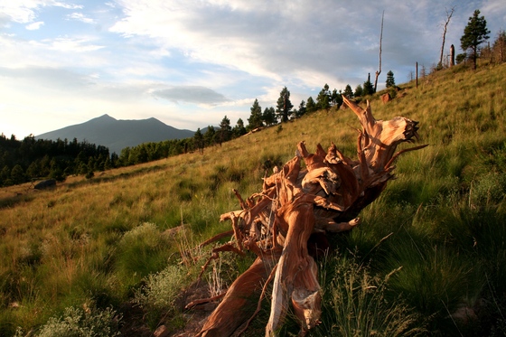 FS-Coconino National Forest