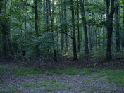 Prince William National Forest