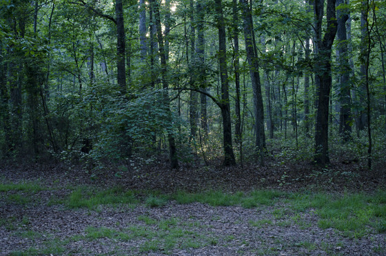 Prince William National Forest