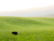 Great Smoky Mountains National Park