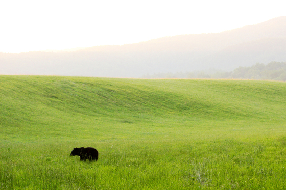 Great Smoky Mountains National Park