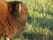 Yellow Stone NAtional Park, Wyoming