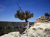 Grand Canyon / North Rim