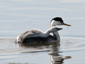 bear river national bird refuge