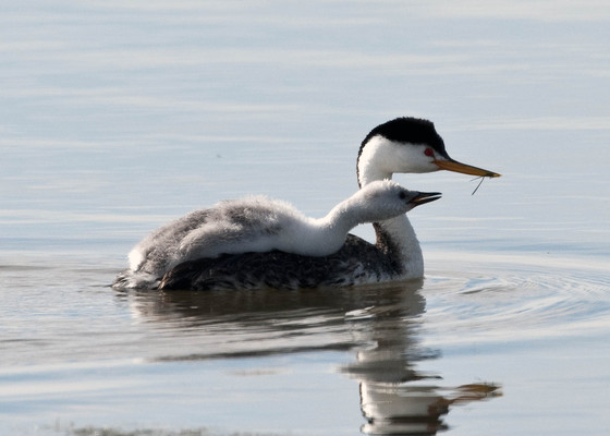 bear river national bird refuge