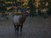 Yellowstone National Park
