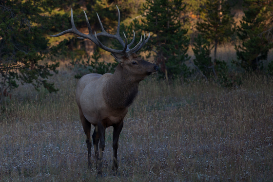 Yellowstone National Park