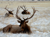 National Elk Refuge