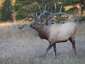 Yellowstone National Park