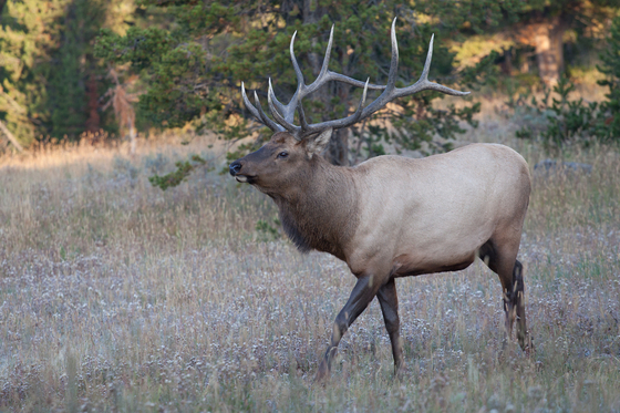Yellowstone National Park