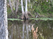 Big Cypress National Preserve