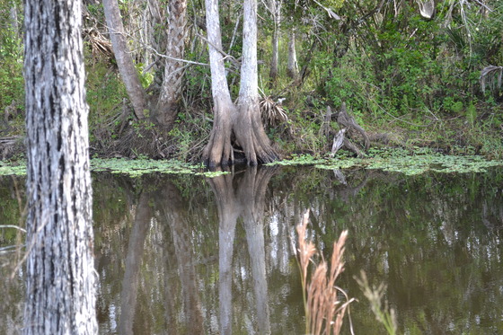 Big Cypress National Preserve