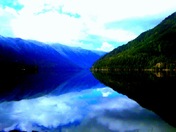 Olympic National Forest