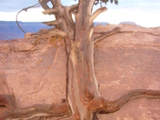 Grand Canyon - South Rim