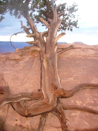 Grand Canyon - South Rim