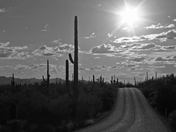 Saguaro National Paek