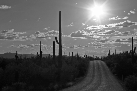 Saguaro National Paek