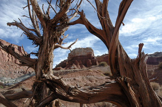 Capitol Reef Park