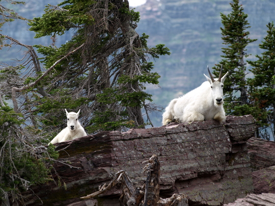 Glacier National Park