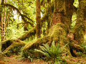 Olympic National Park