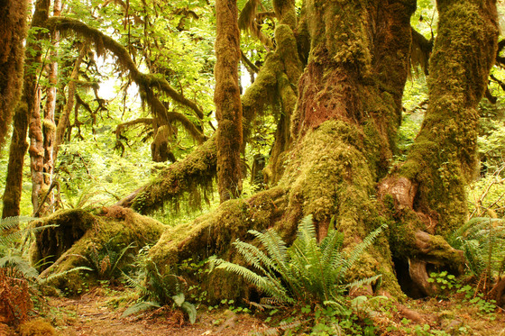 Olympic National Park