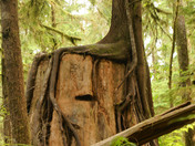 Olympic National Park