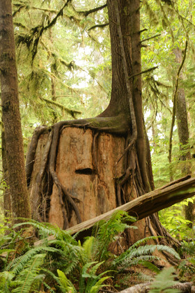 Olympic National Park