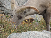 Mount Evans wilderness area, Colorado