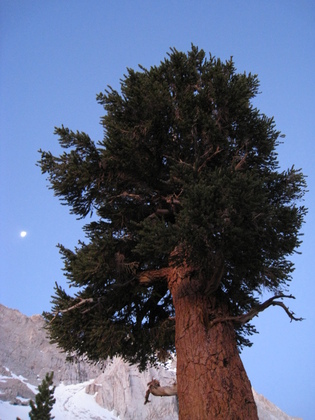 mt whitney trail