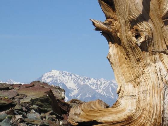 white mts 