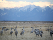 Monte Vista National Wildlife Refuge