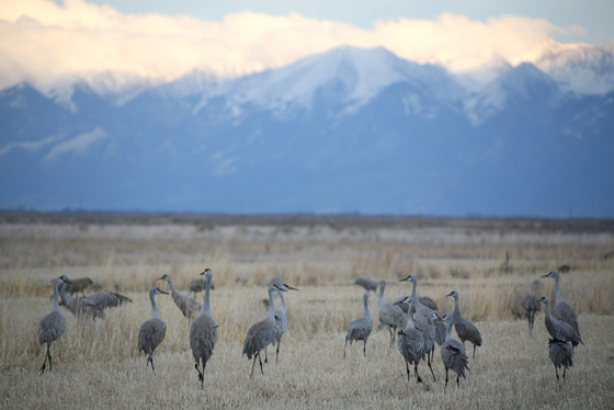 Monte Vista National Wildlife Refuge
